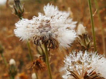 Close-up of dew drops on dandelion