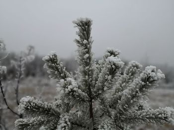 Close-up of pine tree during winter