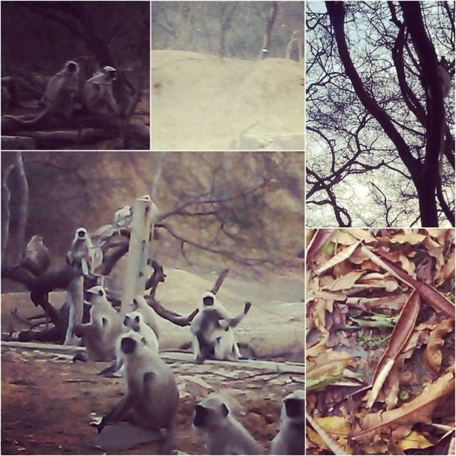 bird, animal themes, animals in the wild, wildlife, flock of birds, pigeon, medium group of animals, tree, bare tree, perching, built structure, day, building exterior, outdoors, flying, architecture, nature, three animals, spread wings