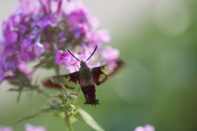 Close-up of butterfly pollinating on pink flower