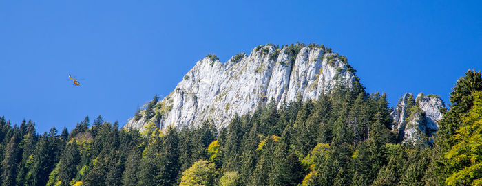 Low angle view of birds flying against clear blue sky