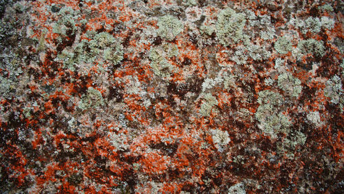 Full frame shot of lichen on rock