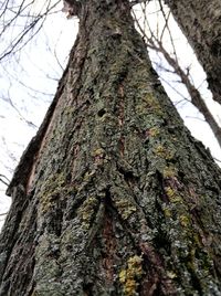 Low angle view of tree trunk in forest