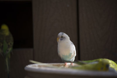 Close-up of bird perching on wooden table