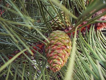 Close-up of plant