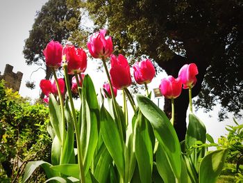 Close-up of pink flowering plant