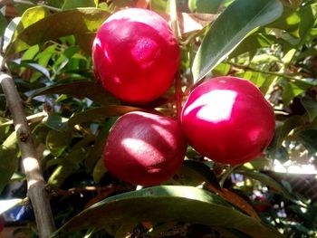 Close-up of cherries growing on tree