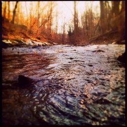 Stream along trees in forest