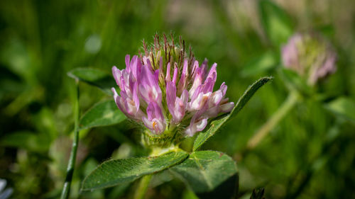 Close-up of pink flowering plant