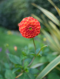 Close-up of red rose flower