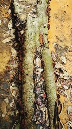 Close-up of insect on tree trunk