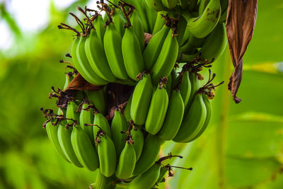 Close-up of banana tree