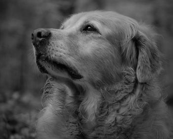 Close-up of dog looking away