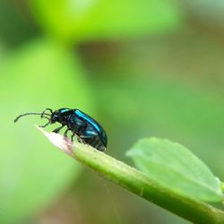 Close-up of insect on leaf