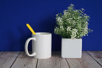 plant