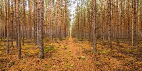 Trees in forest