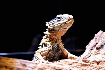 Close-up of lizard on rock