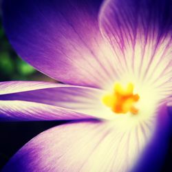 Close-up of purple flower