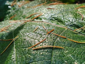 Close-up of insect on wet leaves