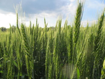 Scenic view of field against cloudy sky