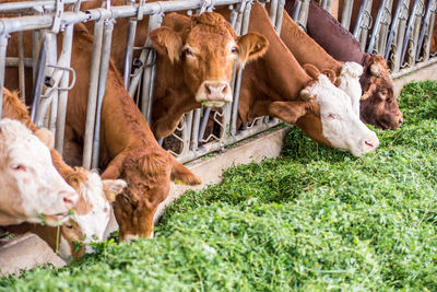 Cows standing in farm