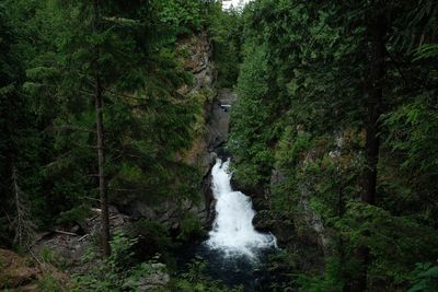 Scenic view of waterfall in forest