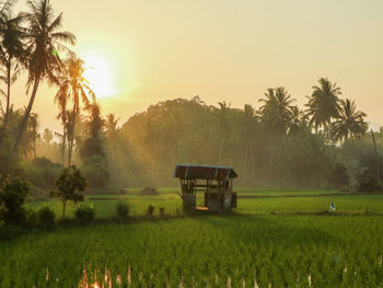 Scenic view of agricultural field against sky during sunset