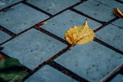 High angle view of fallen dry leaves on footpath