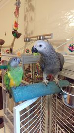 View of birds in cage