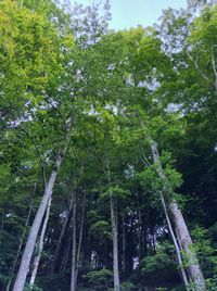 Trees in forest