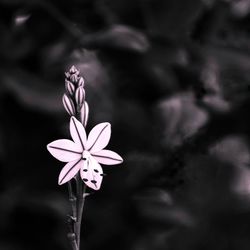 Close-up of purple flowering plant