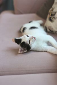 View of a dog resting