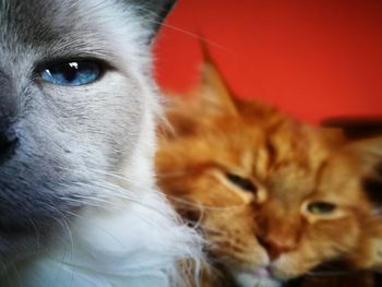 Close-up portrait of ginger cat