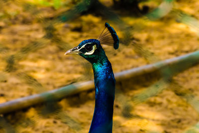 Close-up of peacock