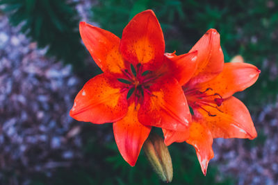 Close-up of day lily blooming outdoors