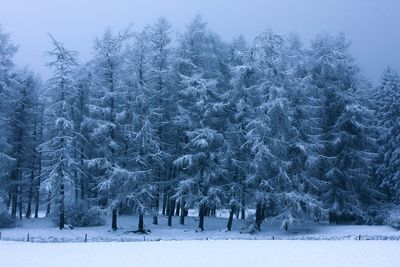 Trees in forest during winter