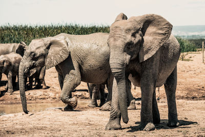 Elephant walking in a field