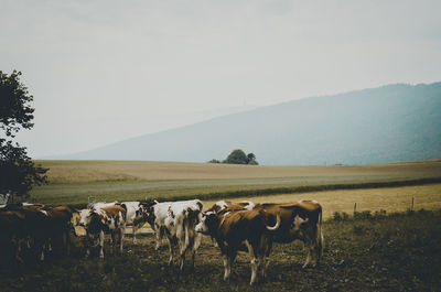 Cows on field against sky