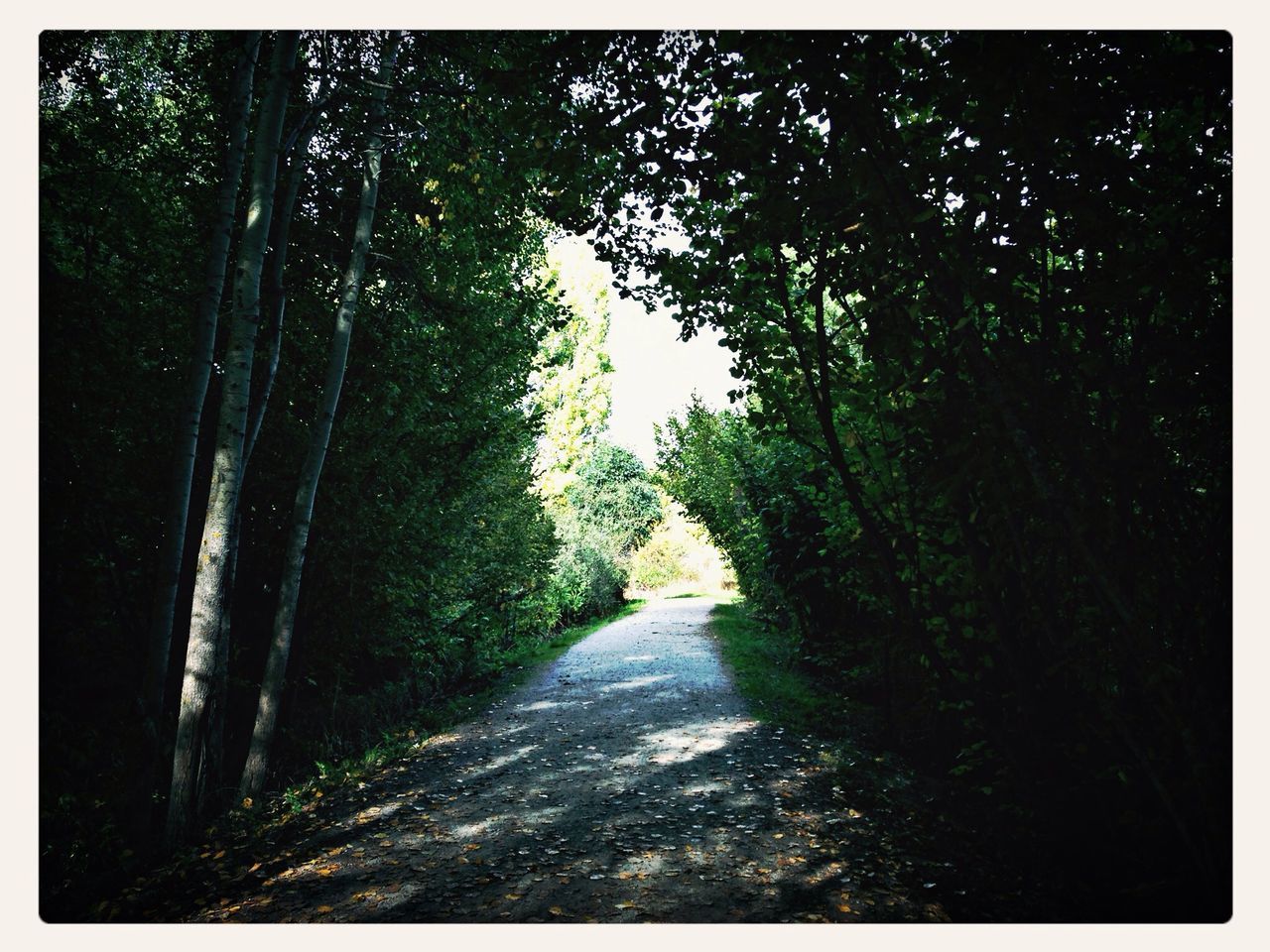 the way forward, tree, diminishing perspective, transfer print, vanishing point, road, auto post production filter, transportation, tranquility, dirt road, growth, nature, narrow, footpath, forest, empty road, tranquil scene, long, pathway, street