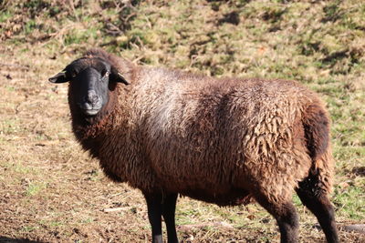 Sheep standing in a field