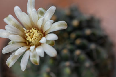 Close-up of white flowering plant