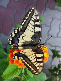 Close-up of butterfly perching on leaf