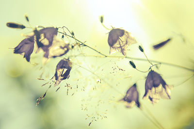 Close-up of bee flying over flowers