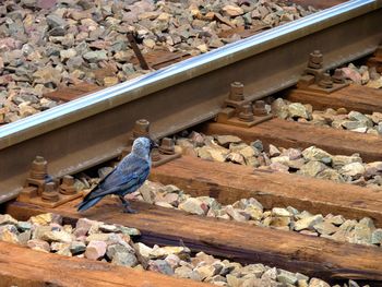 High angle view of crow perching on railroad track