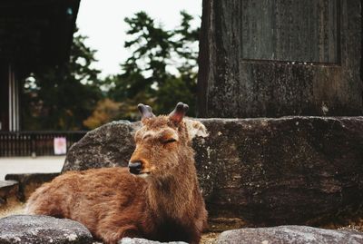 Cat looking away