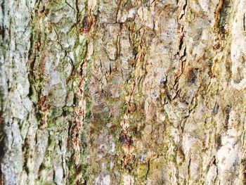 Full frame shot of tree trunk