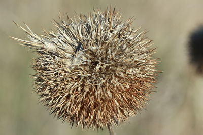 Close-up of dried plant