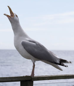 Close-up of seagull