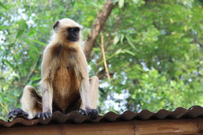 Low angle view of monkey sitting on tree