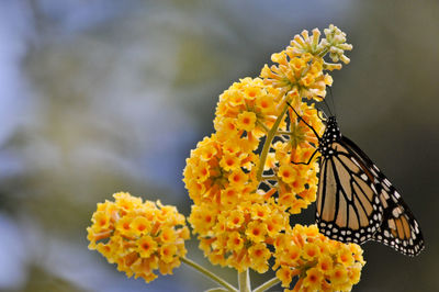 Close-up of butterfly on yellow flowers